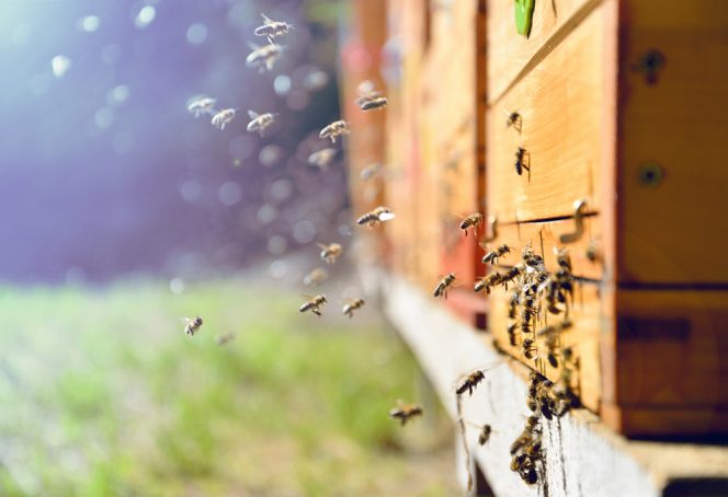 apicultura urbana